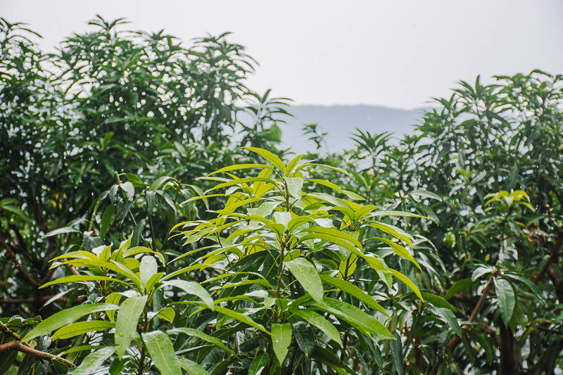 無毒農 夏雪 小農 芒果 土芒果 愛文 台東 網購 台灣 金煌 無毒 有機 安心 水果 知果堂 友善環境 支持小農