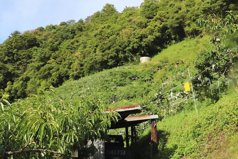 無毒農 水蜜桃 小農 桃子 拉拉山 梨山 網購 台灣 禮盒 無毒 有機 安心 水果 知果堂 友善環境 支持小農