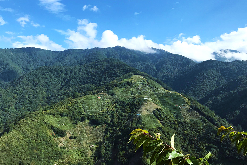 無毒農 水蜜桃 小農 桃子 拉拉山 梨山 網購 台灣 禮盒 無毒 有機 安心 水果 知果堂 友善環境 支持小農