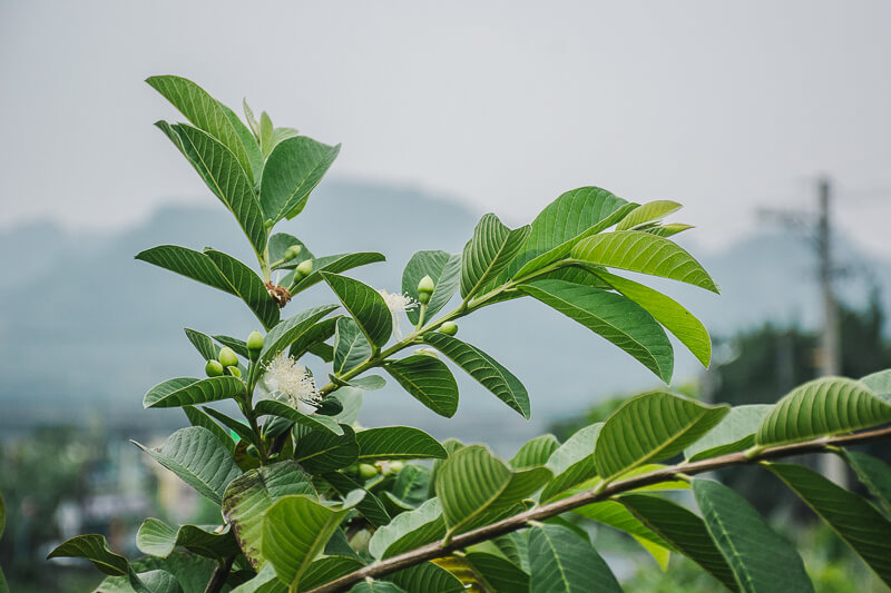 台灣好農 芭樂 帝王芭樂 珍珠芭樂 水蜜芭樂 紅寶石芭樂 脆 甜 知果堂 SUPERBUY 悠活農村 無毒農  有機 無毒 安心