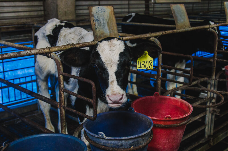 無毒農 牛 台灣牛 牛排 牛肉 不用藥 無毒 安心 健康 良牧牧場 和牧肉品 牛筋 牛尾 牛肚