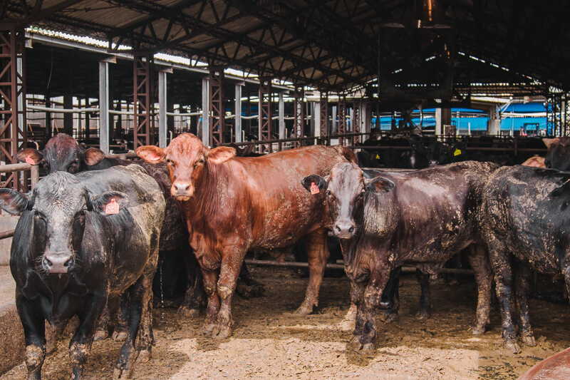 無毒農 牛 台灣牛 牛排 牛肉 不用藥 無毒 安心 健康 良牧牧場 和牧肉品 牛筋 牛尾 牛肚