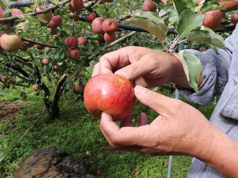 蘋果結蜜 臺灣蜜蘋果 梨山 果蠟