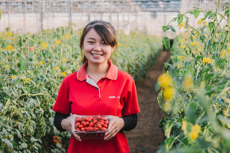 無毒農 番茄 小番茄 小農 田蜜心果園 玉女小番茄 台中新社 網購 禮盒 無毒 有機 安心 水果 友善環境