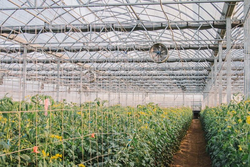 無毒農 番茄 小番茄 小農 田蜜心果園 玉女小番茄 台中新社 網購 禮盒 無毒 有機 安心 水果 友善環境