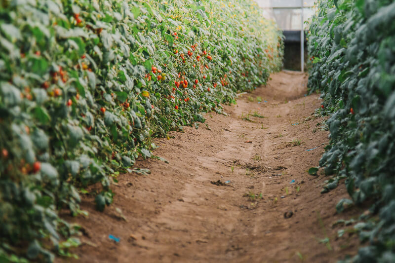 無毒農 番茄 小番茄 小農 田蜜心果園 玉女小番茄 台中新社 網購 禮盒 無毒 有機 安心 水果 友善環境