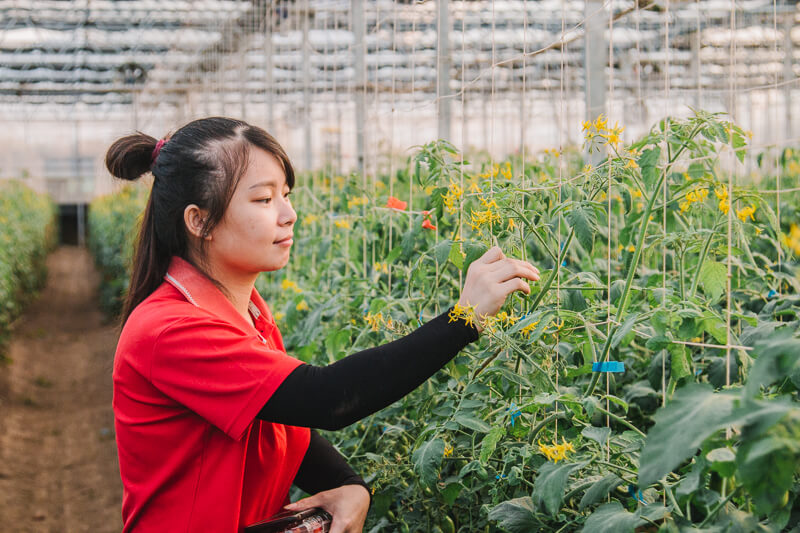 無毒農 番茄 小番茄 小農 田蜜心果園 玉女小番茄 台中新社 網購 禮盒 無毒 有機 安心 水果 友善環境