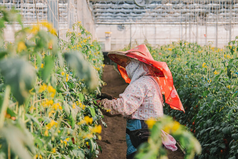 無毒農 番茄 小番茄 小農 田蜜心果園 玉女小番茄 台中新社 網購 禮盒 無毒 有機 安心 水果 友善環境