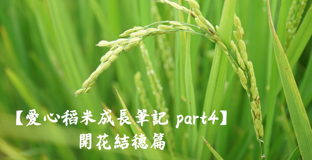 【2019愛心稻米成長筆記 part4】開花結穗篇