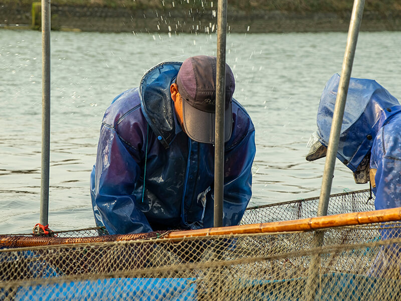 永續烏魚