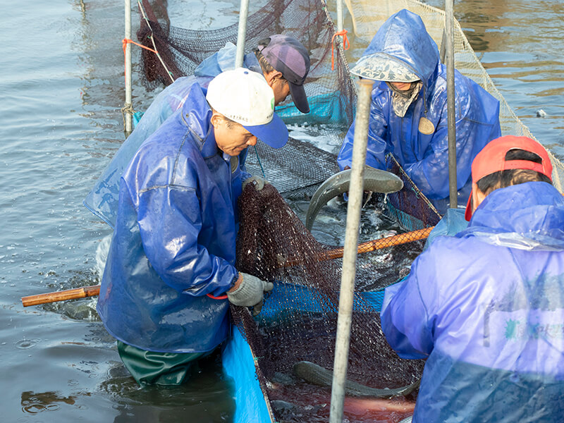 挑選新鮮烏魚子找信任店家