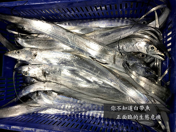 你不知道白帶魚正面臨的生態危機