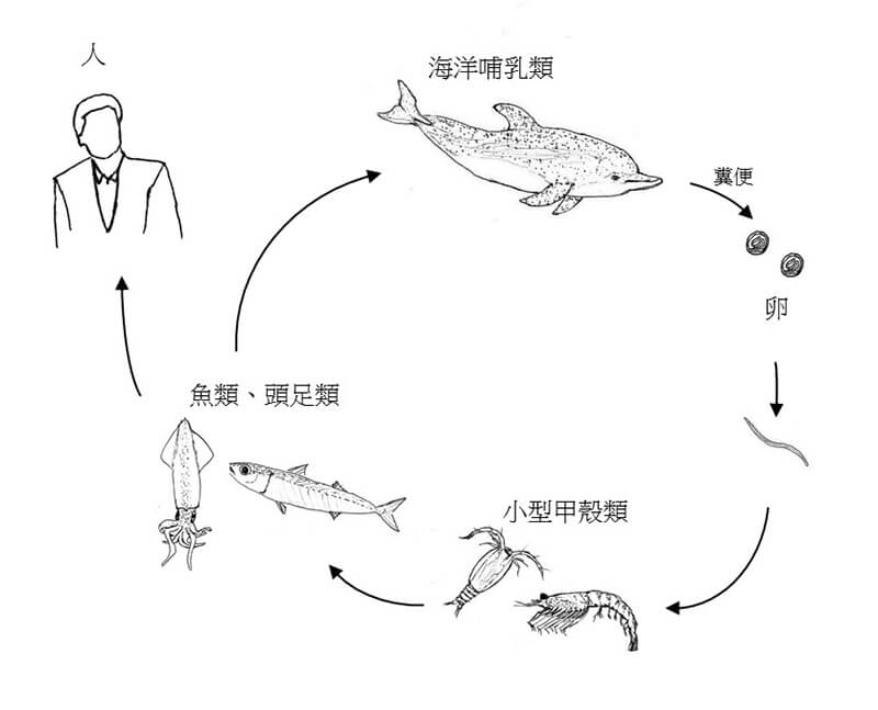 海獸胃線蟲, 魚 寄生蟲