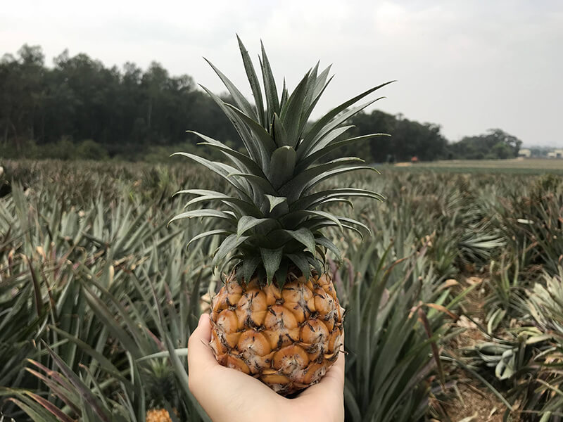 鳳梨挑選