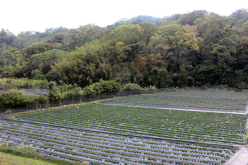 有機草莓職人尋訪｜自我品質要求超高的「苗栗獅潭鴨子草莓園」