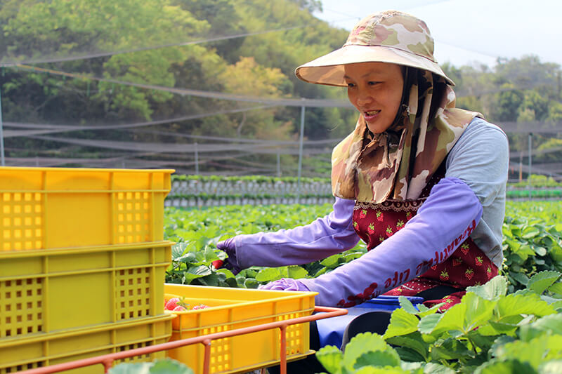 有機草莓職人尋訪｜自我品質要求超高的「苗栗獅潭鴨子草莓園」