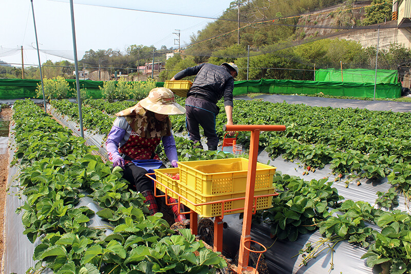 有機草莓職人尋訪｜自我品質要求超高的「苗栗獅潭鴨子草莓園」