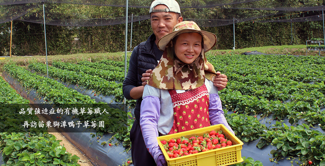 有機草莓職人尋訪｜自我品質要求超高的「苗栗獅潭鴨子草莓園」