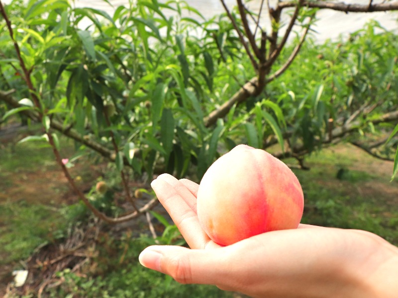 喝牛奶長大的紅玉桃－「牛奶蜜桃」不只甜還會回甘