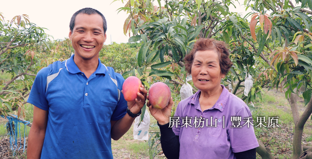 【屏東枋山豐禾果原】用大數據種芒果的愛文達人2代目