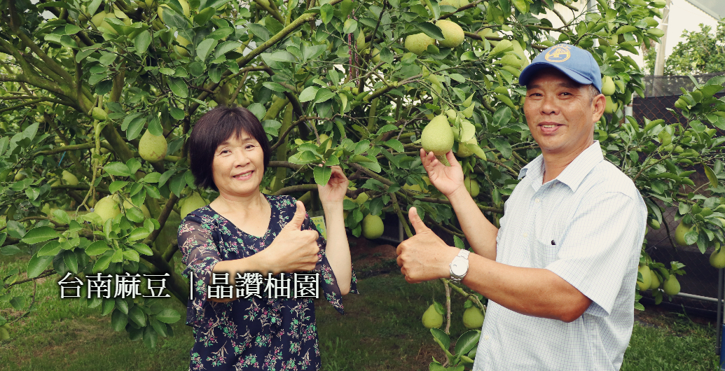 【麻豆晶讚果園】文旦三冠王林建良的黃金下半場