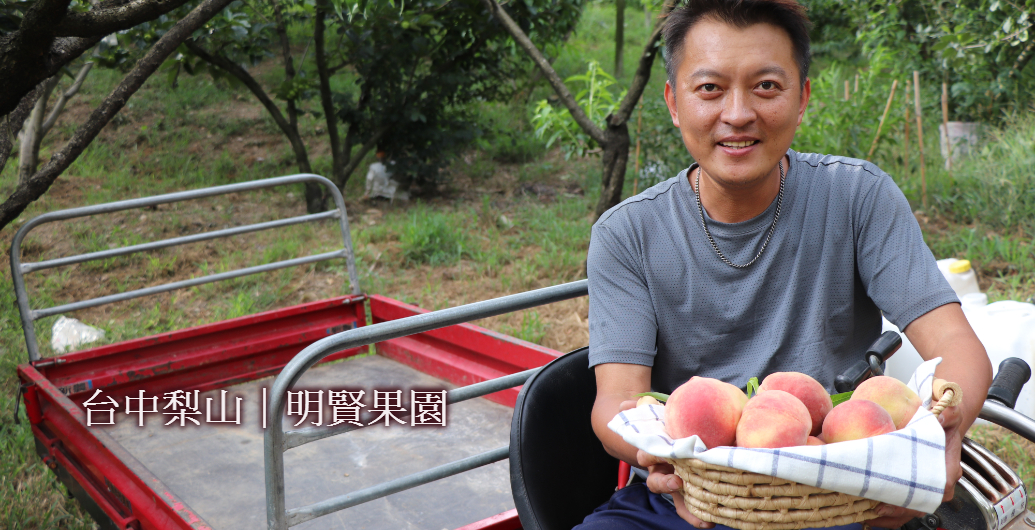 【梨山明賢果園】直擊！梨山上的水果秘密基地