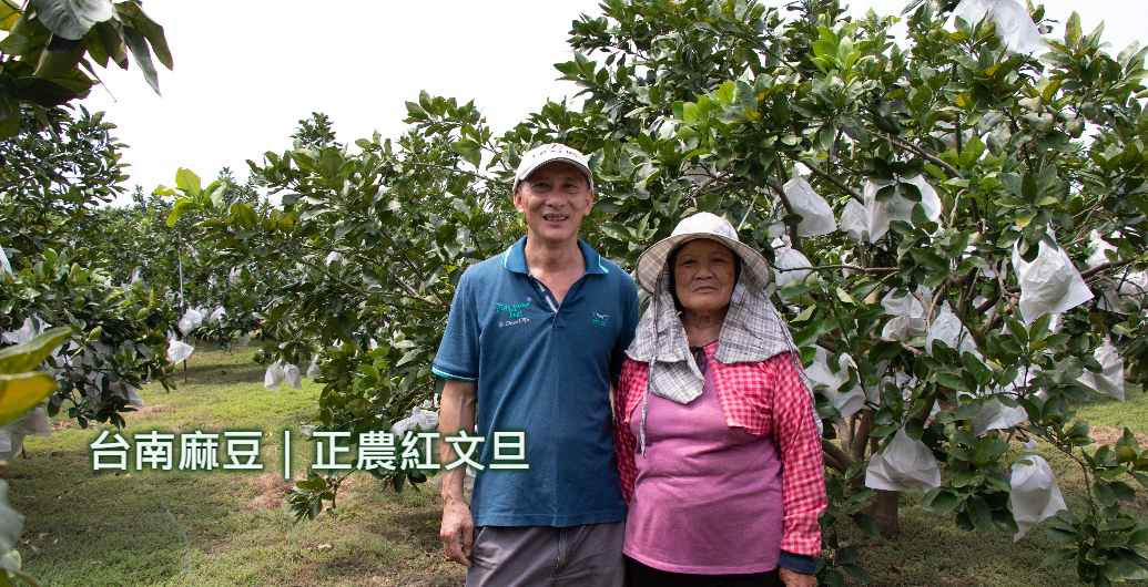 【麻豆正農文旦園】鹽荒地上的紅寶石