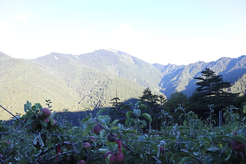 梨山 成分天然 純天然無加工