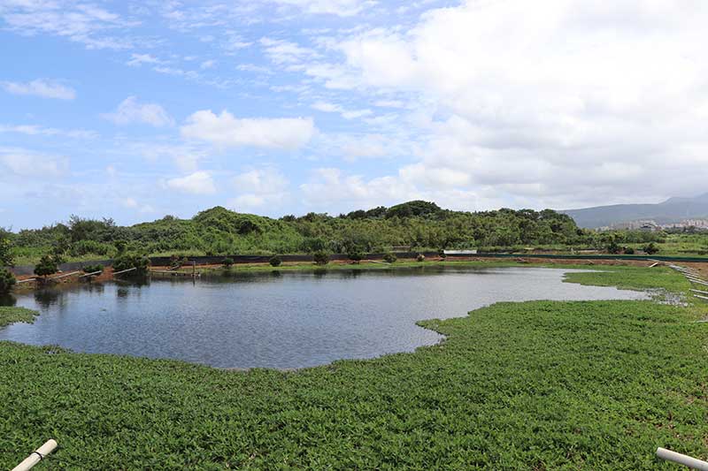 大屯山下的生態村 把大閘蟹當寵物般照顧的「三芝蟹蟹農場」