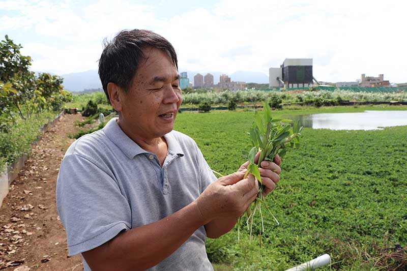 大屯山下的生態村 把大閘蟹當寵物般照顧的「三芝蟹蟹農場」