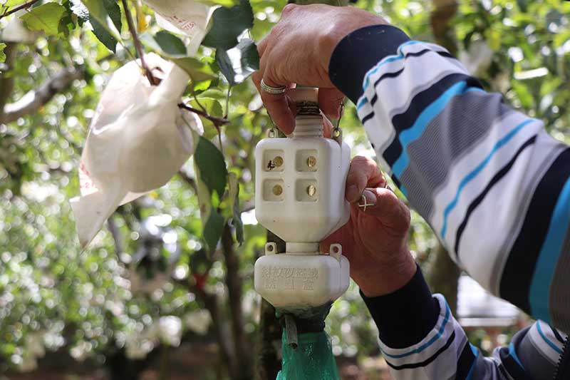蜜蘋果,蘋果,榮興果園,無毒水果,紅蘋果,蜜腺,結蜜,無毒農,水果,水果禮盒,送禮,自然農法,梨山
