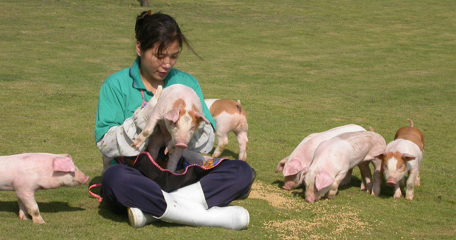 【三久牧場】全程零用藥，飼養自己敢吃的健康無毒豬