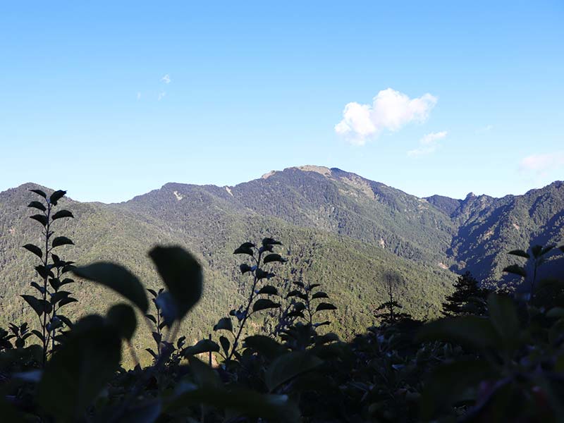 無毒農，梨山，大禹嶺，產地故事