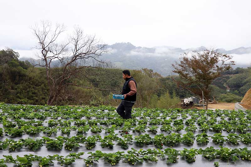 有機草莓職人尋訪｜「苗栗大湖天藍果園」山中的草莓品種寶庫