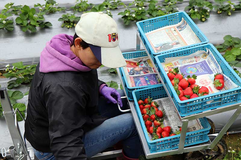 有機草莓職人尋訪｜「苗栗大湖天藍果園」山中的草莓品種寶庫