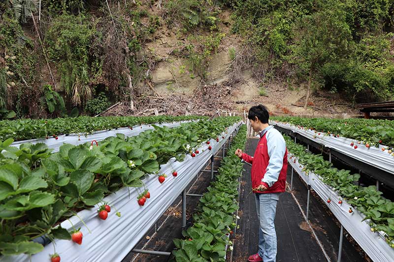 有機草莓職人尋訪｜「苗栗大湖天藍果園」山中的草莓品種寶庫