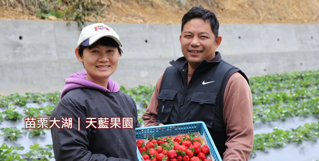 台灣草莓職人尋訪｜「苗栗大湖天藍果園」山中的草莓品種寶庫