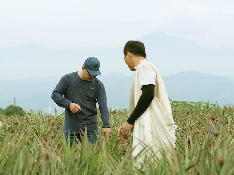 中國禁止台灣鳳梨外銷，在地農友面臨外銷困境