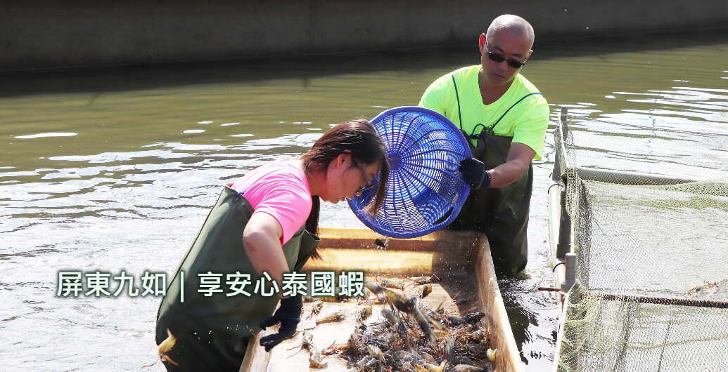 【屏東享安心泰國蝦】冰鮮直送，小農走出新方向