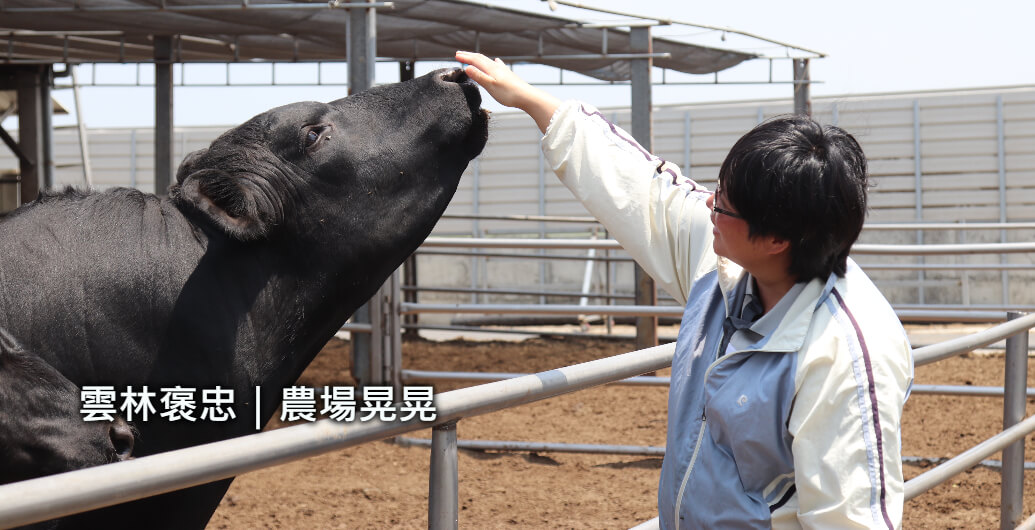 【雲林農場晃晃】本土安格斯黑牛培育之路