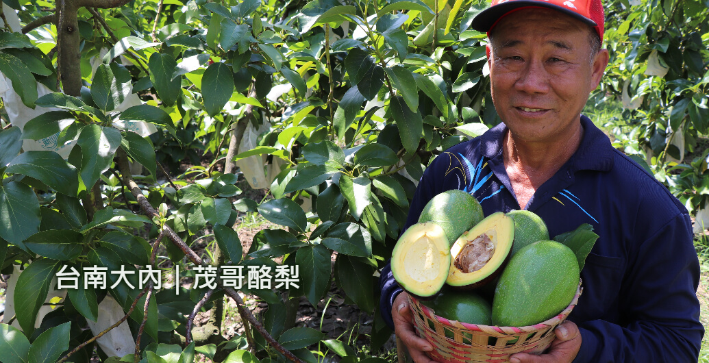 【台南大內茂哥酪梨】很慢但不憨慢的酪梨