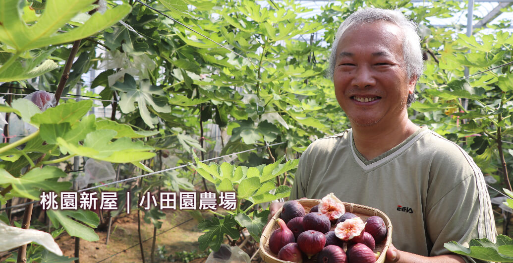 【桃園小田園農場】愛妻無毒無花果