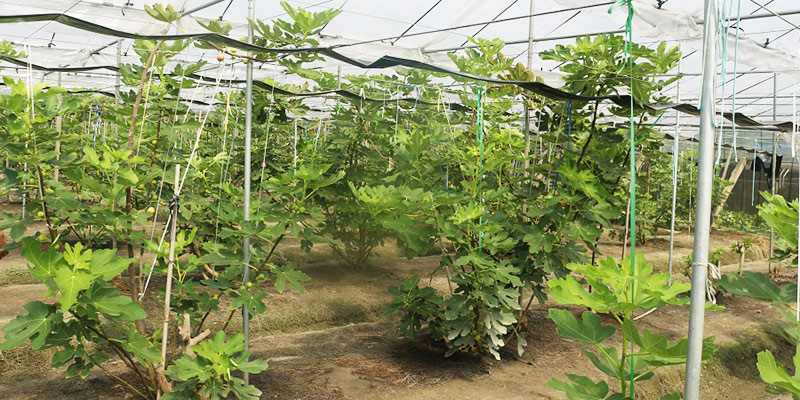 無花果,無毒農,無花果購買,台灣無花果,無花果哪裡買,有機無花果