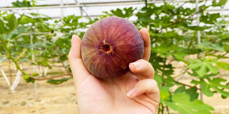 無花果,無毒農,無花果購買,台灣無花果,無花果哪裡買,有機無花果