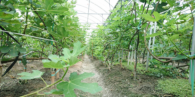 無花果,無毒農,無花果購買,台灣無花果,無花果哪裡買,有機無花果