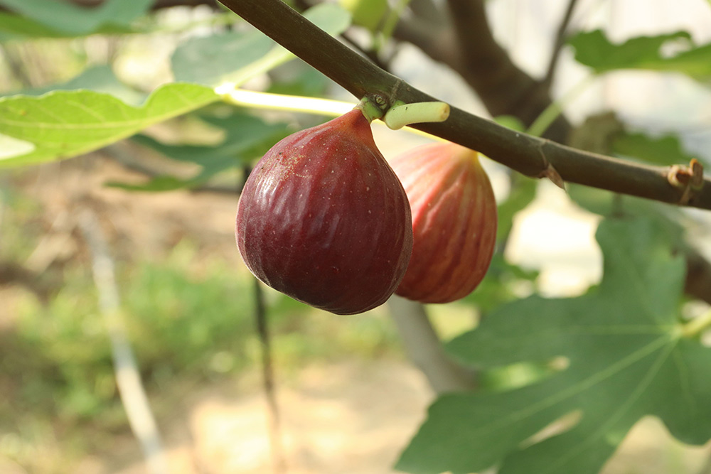 波姬紅無花果