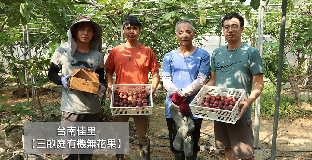 【三畝庭有機無花果】遵循自然哲學的嬌客