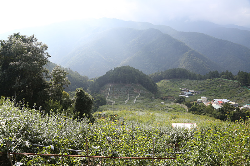 水蜜桃職人系列｜「良森果園」梨山羅伯伯的溫帶水果天堂