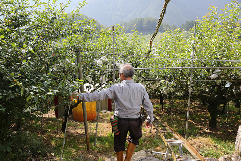 水蜜桃職人系列｜「良森果園」梨山羅伯伯的溫帶水果天堂