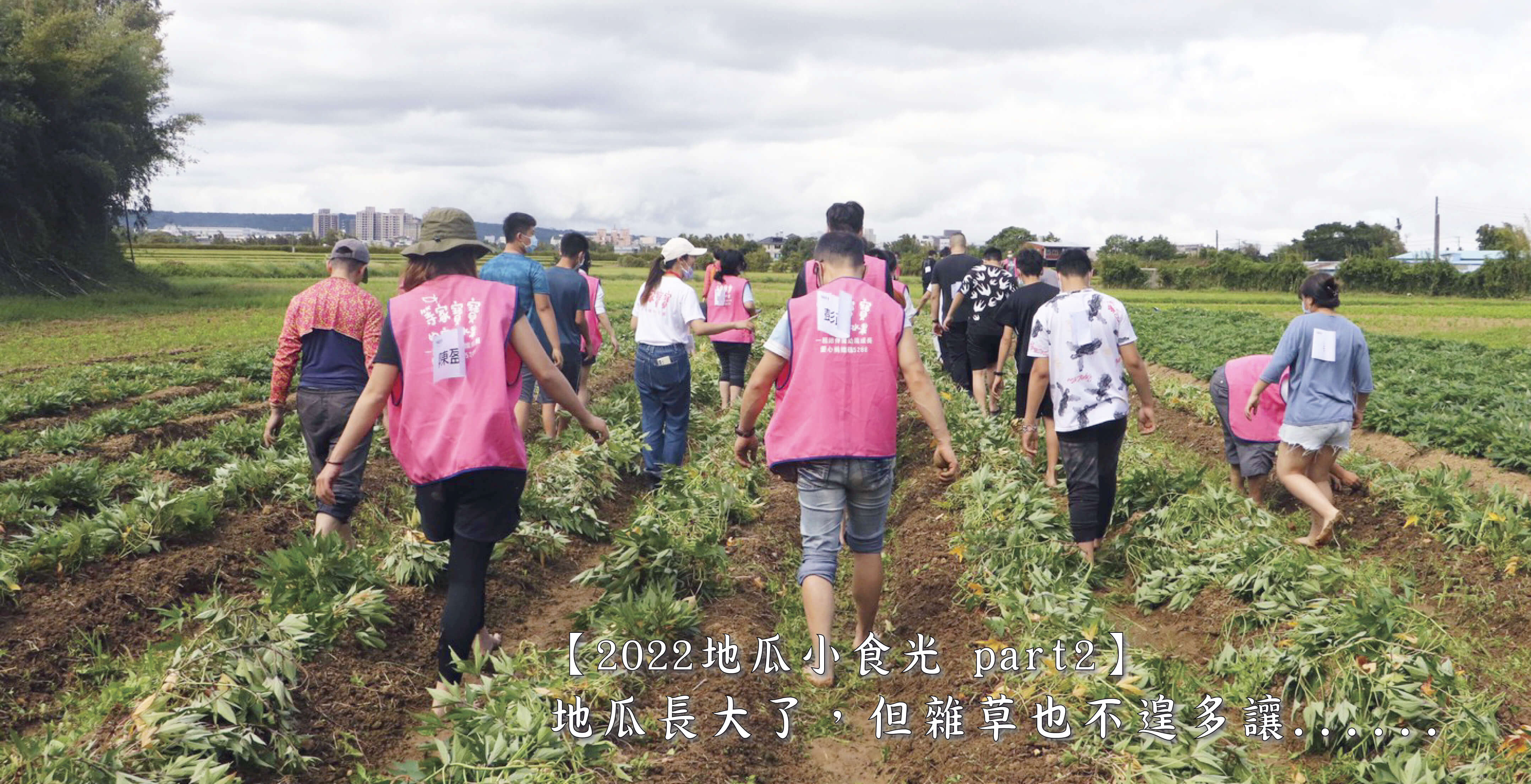 【２０２２地瓜小食光Ｐａｒｔ２】地瓜長大了，但雜草也不遑多讓⋯⋯